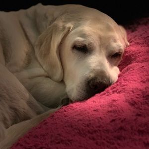 Meet your Posher, Molly